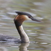 Australasian Crested Grebe - Photo (c) Steve Attwood, all rights reserved
