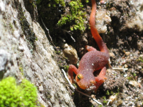 iNaturalist observation photo of Sierra Newt