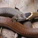 Triangle Many-tooth Snake - Photo (c) Parinya Herp Pawangkhanant, all rights reserved, uploaded by Parinya Herp Pawangkhanant