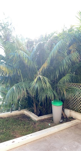 Dypsis albofarinosa