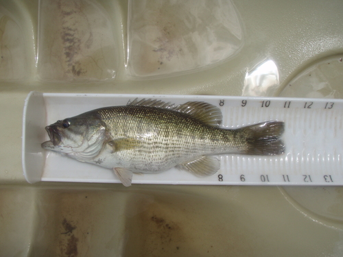 Tallapoosa Bass