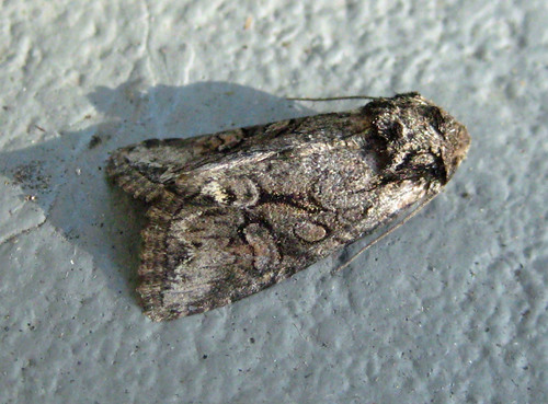 Lacinipolia vicina Grote, 1874