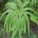 Umbrella Fern - Photo (c) Dan and Sharon, all rights reserved, uploaded by Dan and Sharon