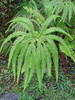 Umbrella Fern - Photo (c) Dan and Sharon, all rights reserved, uploaded by Dan and Sharon