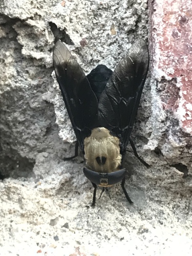 Hippo Fly