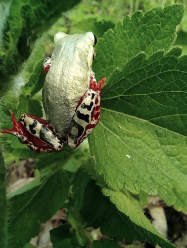 Margined Reed Frog