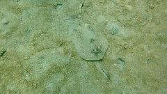Urobatis jamaicensis image