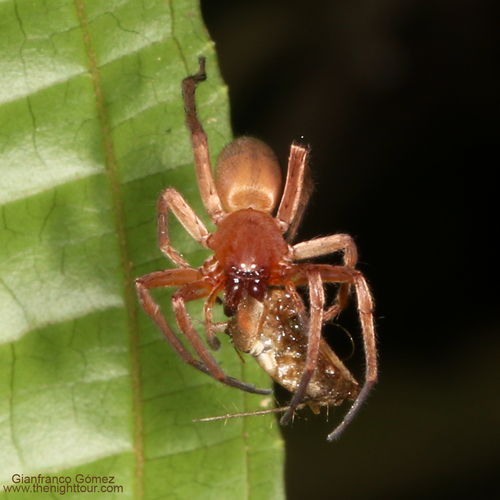 Patera Insect Genus Patrera · iNaturalist