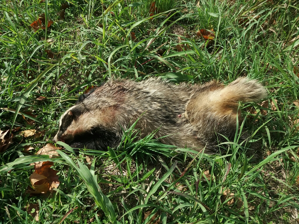 European Badger from Via Ponte di Costozza, 115, 36023 Longare VI ...