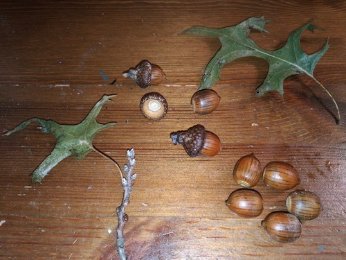 paleolithic oak