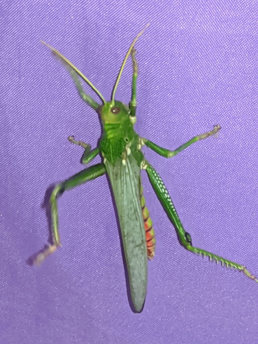Violet-winged Grasshopper