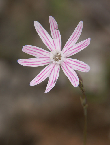 Silene echinosperma