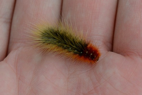 Opulent Tiger Moth