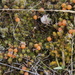 Leucopogon fraseri - Photo (c) Steve Attwood，保留所有權利