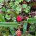 Rubus parvus - Photo (c) Melissa Hutchison, כל הזכויות שמורות