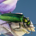 Green Blister Beetle - Photo (c) Alice Abela, all rights reserved