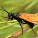 Old and New World Tarantula-hawk Wasps - Photo (c) Juan Carlos Garcia Morales, all rights reserved