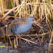 Water Rail - Photo (c) egorbirder, all rights reserved
