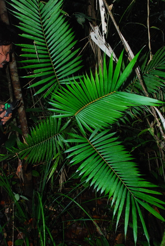 Calamus exilis