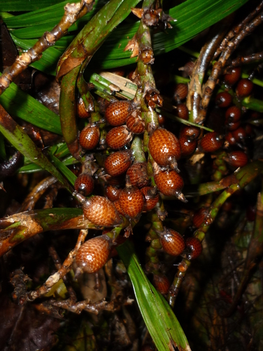 Calamus castaneus