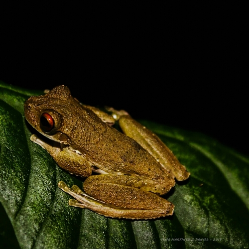 Schultze's Mountain Stream Frog