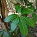 Alstonia - Photo (c) Forester Jan, όλα τα δικαιώματα διατηρούνται, uploaded by Forester Jan