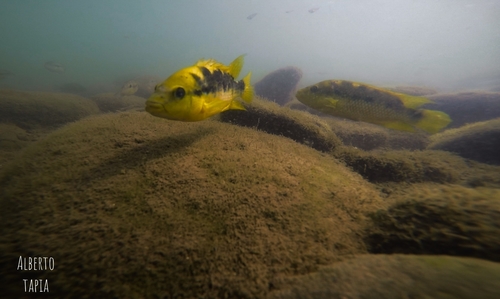 Redside Cichlid