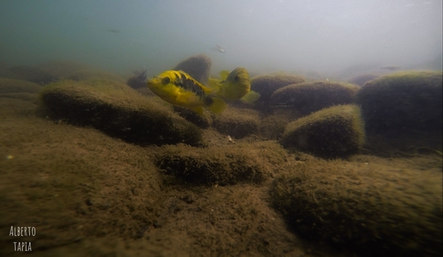 Redside Cichlid