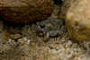 Jabiru Toadlet - Photo (c) Jono Hooper, all rights reserved, uploaded by Jono Hooper