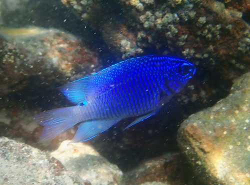 Cortez Damselfish
