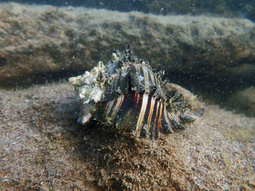 Black Murex