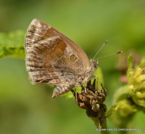 Lantana Scrub-Hairstreak