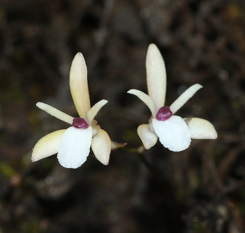 Adrorhizon
