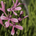 Disa gladioliflora gladioliflora - Photo (c) desiredarling, todos los derechos reservados, subido por desiredarling