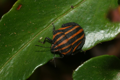 Graphosoma rubrolineatum