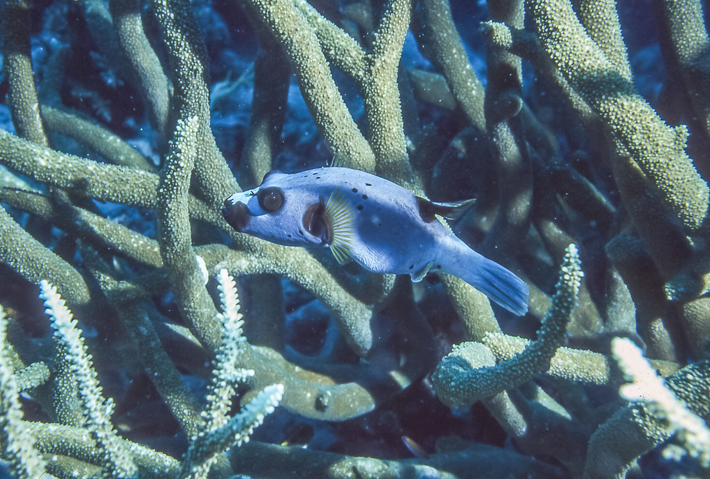 Blackspotted Puffer from Pixie Gardens, Great Barrier Reef, Cook, QLD