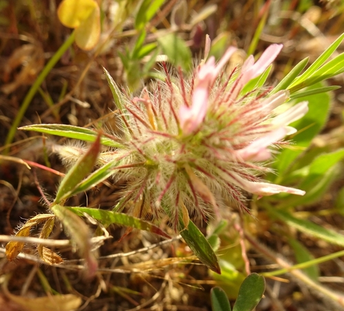 Narrow-leaved clover