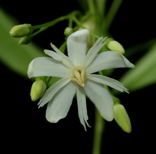 Wrightia angustifolia