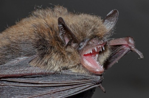 Brandt's bat