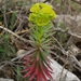 Euphorbia segetalis pinea - Photo (c) Marko Doboš, all rights reserved, uploaded by Marko Doboš