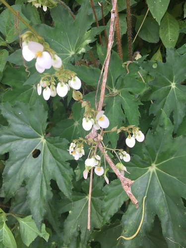 Star Begonia