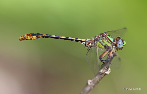 Ophiogomphus australis