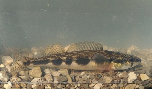 Blackside Darter