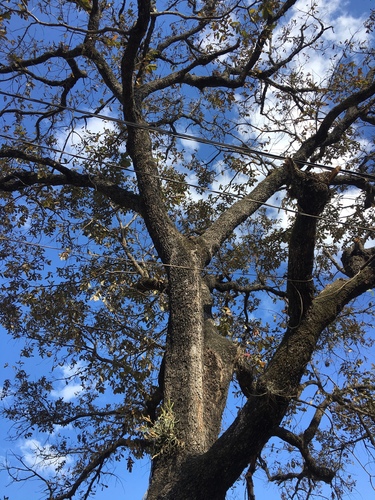 Quercus peduncularis