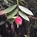 Cavendishia micayensis - Photo (c) ncterp, todos os direitos reservados