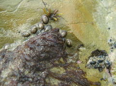 Image of Notoacmea badia