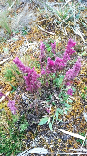 Neobartsia laniflora image