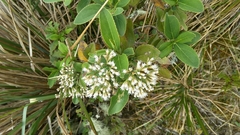 Ageratina tinifolia image