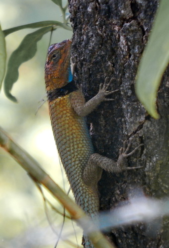 Yucatecan Blue Spiny Lizard