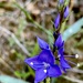 Veronica arenaria - Photo (c) Lachlan MacDonald, όλα τα δικαιώματα διατηρούνται, uploaded by Lachlan MacDonald